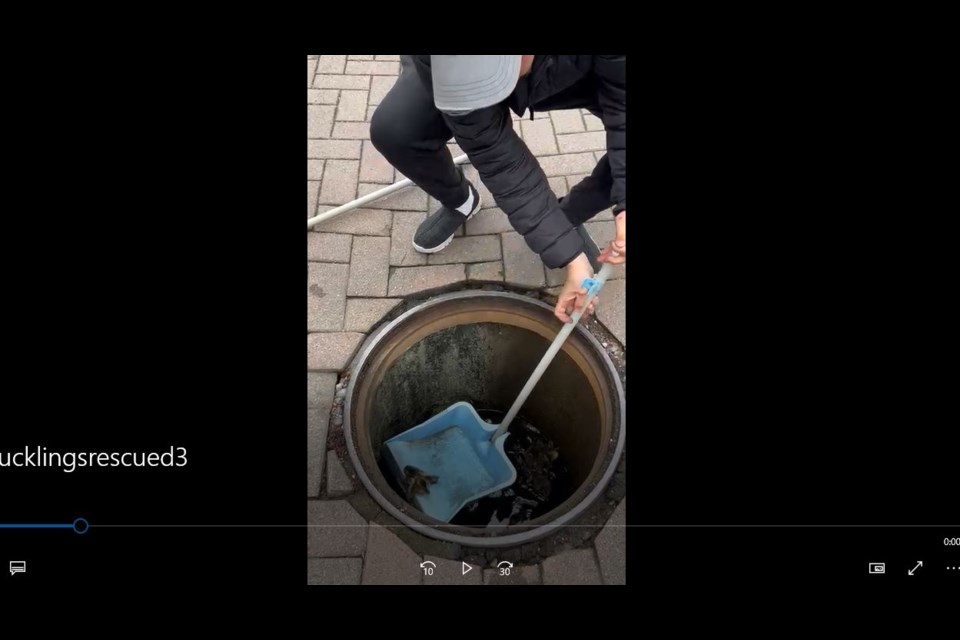 John Ng gets into the storm drain with his shovel to lift the stranded ducklings out