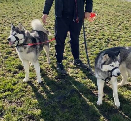 14huskyupdate