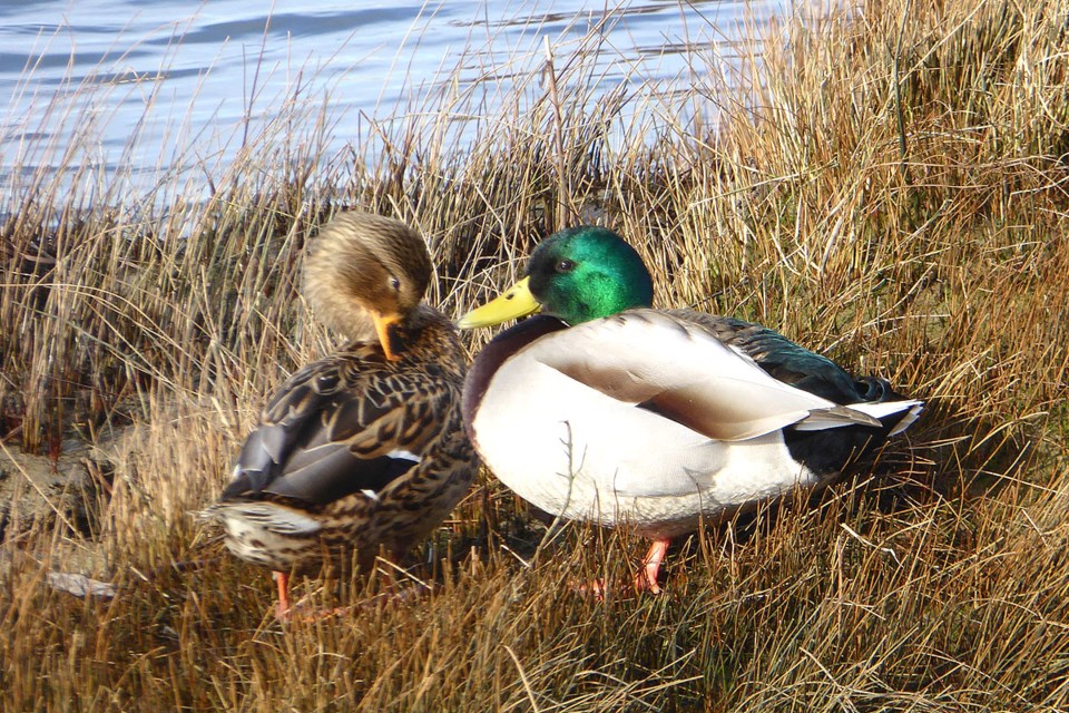 17courting duck