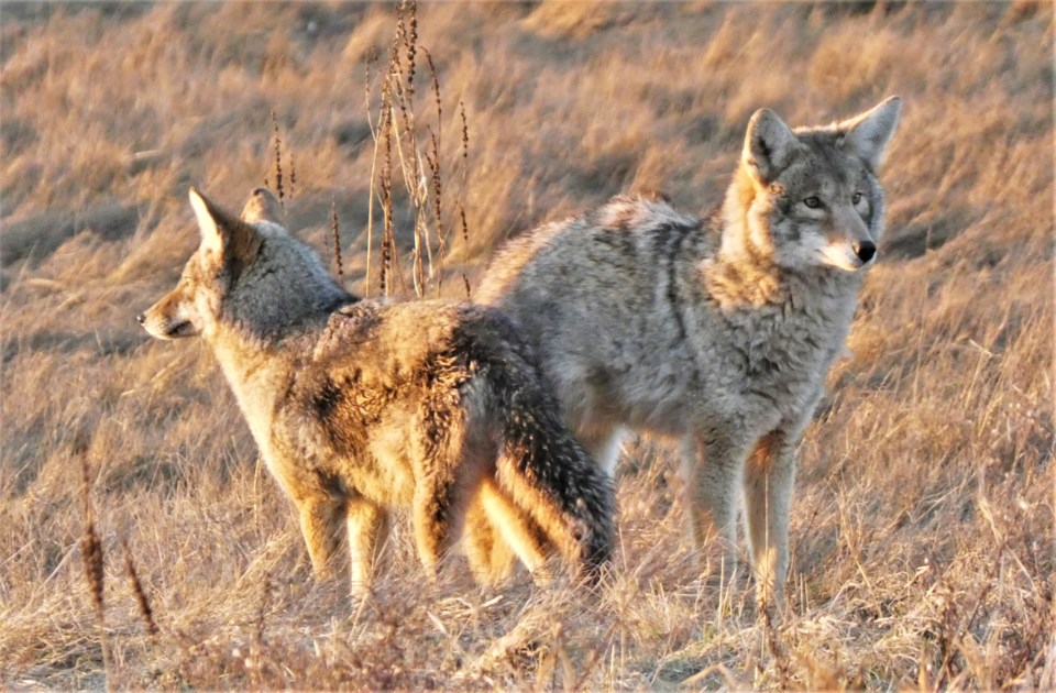 2022-02-coyote-pup-and-momma