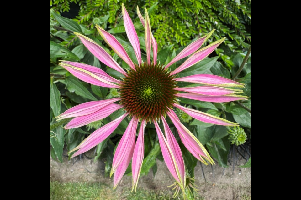 A beautiful Echinacea flower on No. 2 Road.