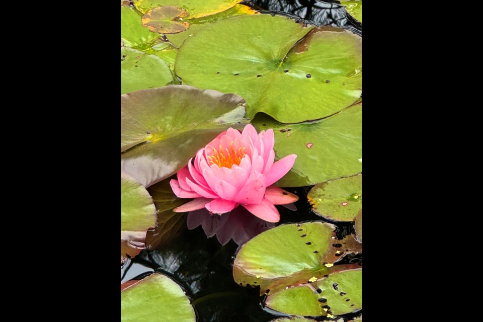 A water lily in a pond at south dike and No. 2 Road.