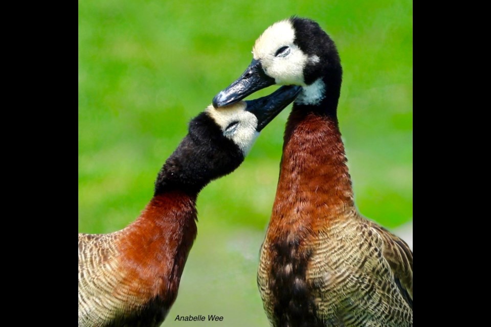 A pair of affectionate white-faced whistling ducks at UU Family Farm.