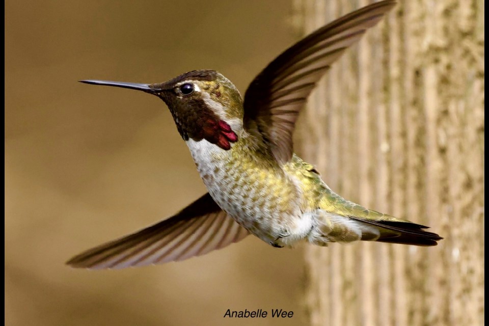 Anna's Hummingbird spreading its wings at Richmond Nature Park.