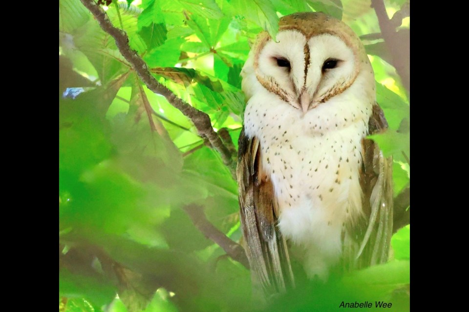 A barn owl found a cool and shady shelter during the daytime for a nap around the West Dyke.