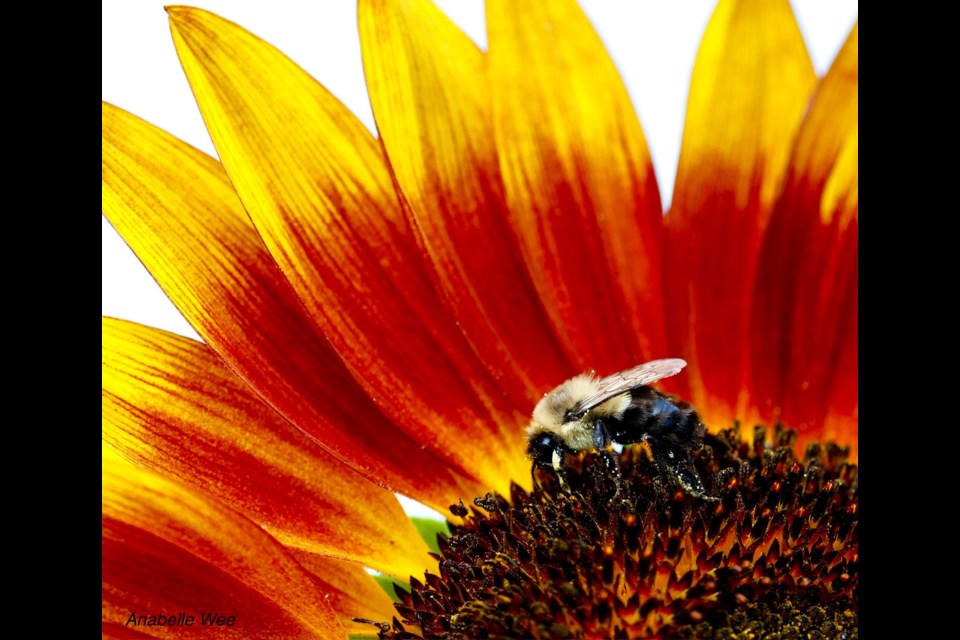 A common eastern bumblebee is pollinating a sunflower at the Terra Nova Sharing Farm.