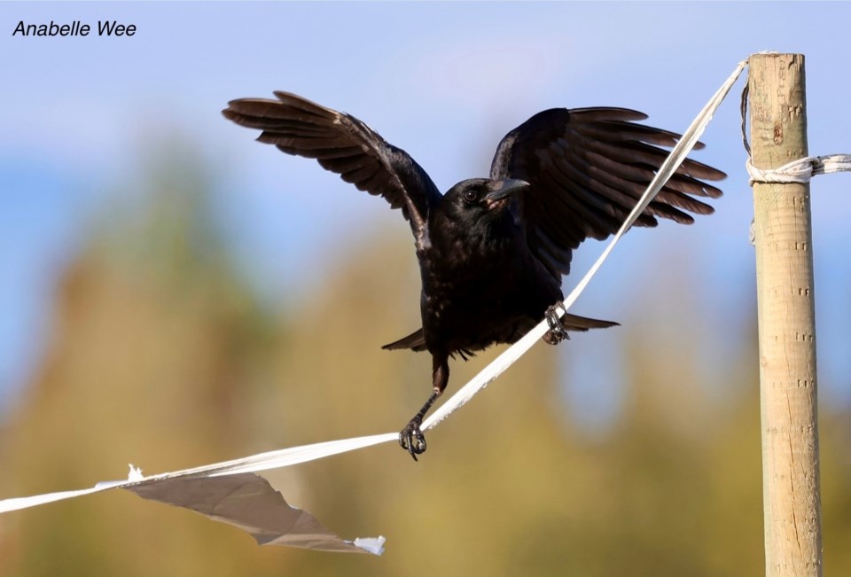 anabelle-wee-crow-walking-on-tightrope-garden-city-lands