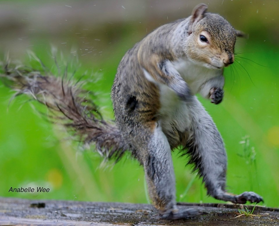 anabelle-wee-drenched-eastern-grey-squirrel-terr-anova-park
