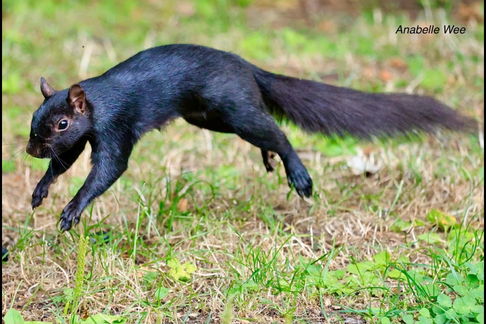 Eastern gray squirrel mid-jump at Richmond Nature Park.