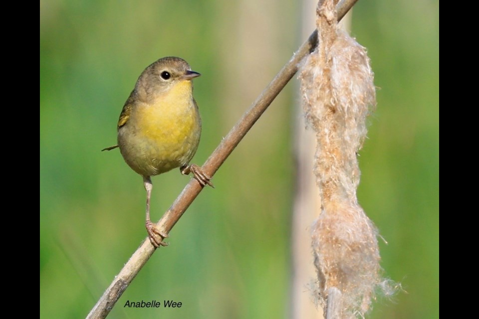 A female common yellowthroat at West Dyke Trail.