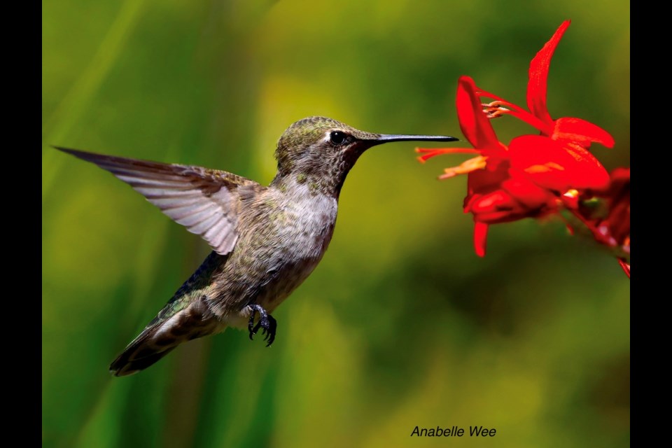 A female Anna's hummingbird sipping on nectar at Terra Nova.
