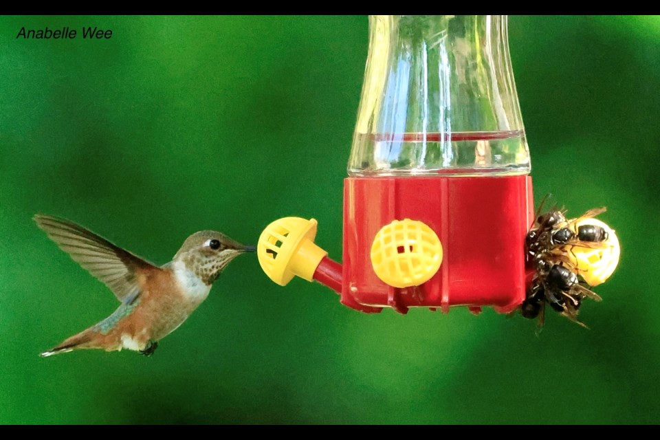 Female rufous hummingbird sipping nectar away from wasps at Richmond Nature Park.