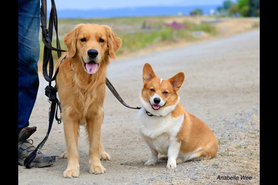 Friendly canines are out on a walk on the West Dyke.