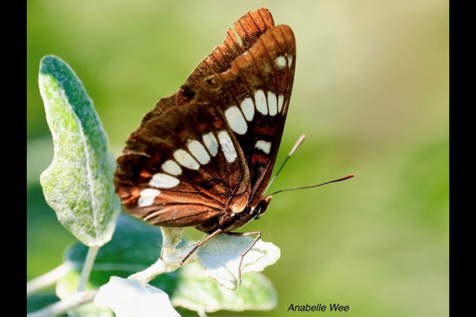 A Lorquin's admiral butterfly at Terra Nova Community Garden.