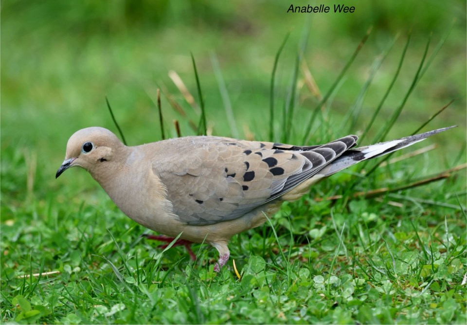 anabelle-wee-morning-dove-eating-under-bird-feeders-richmond-nature-park