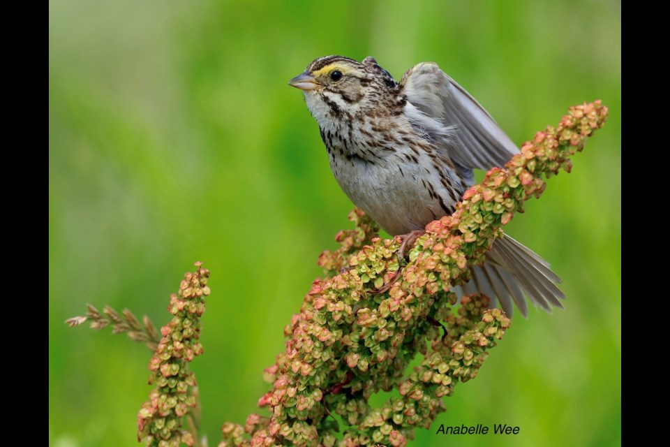 A Savannah sparrow enjoying its time at Garden City Lands.