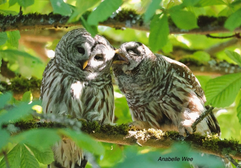 anabelle-wee-tender-moment-pair-of-barred-owls-west-dyke
