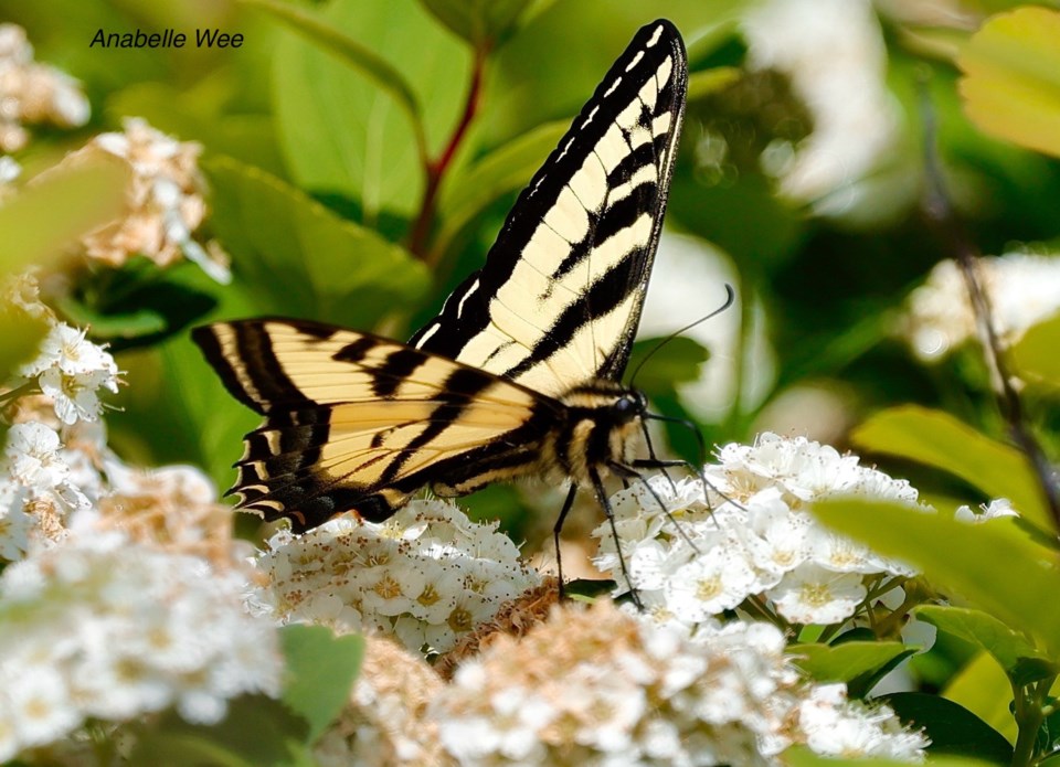 anabelle-wee-western-tiger-swallotail-butterfly-garden-city-lands