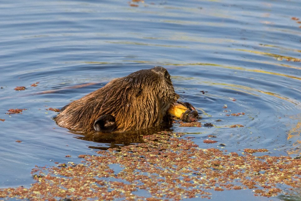 Beaver in a pond at Terra Nova.