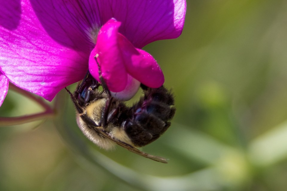 A bumble bee working over sweet pea flowers in Garry Point Park.