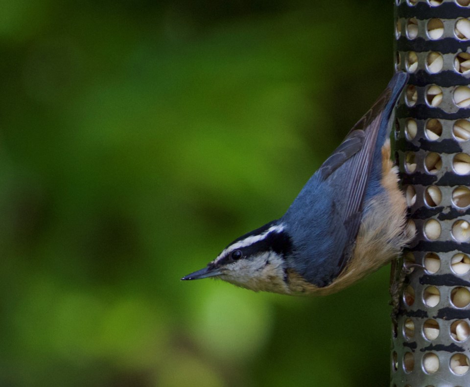 angie-lau-red-breasted-nuthatch-feeding-richmond-nature-park