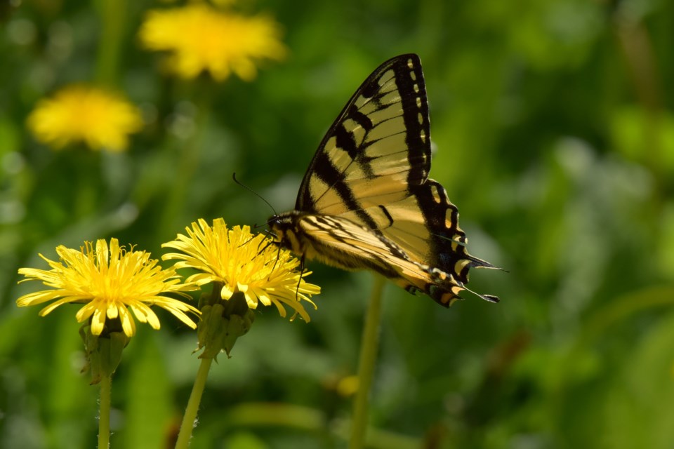 canadian-tiger-swallowtail-on-dandelion