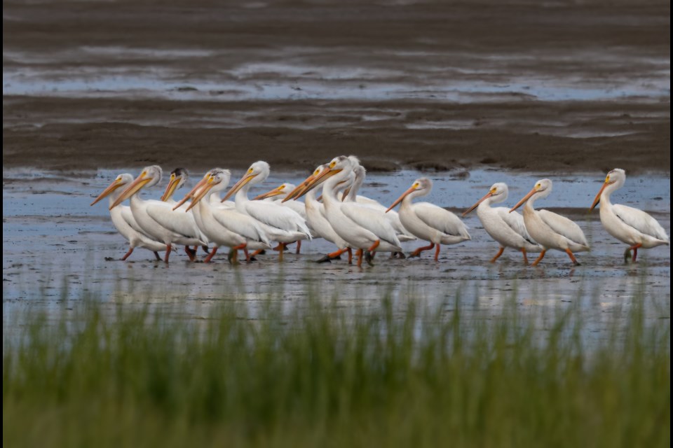 A group of American white pelicans is passing through at Iona Beach Regional Park.