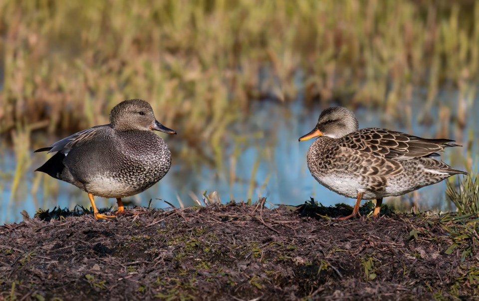 caroline-sayson-pair-of-gadwall-garden-city-lands