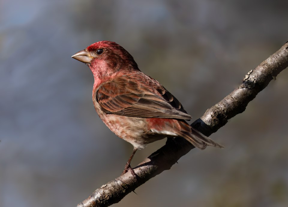 caroline-sayson-purple-finch-richmond-nature-park2025