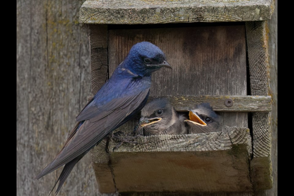 Purple martin feeding its young at Iona Beach Regional Park