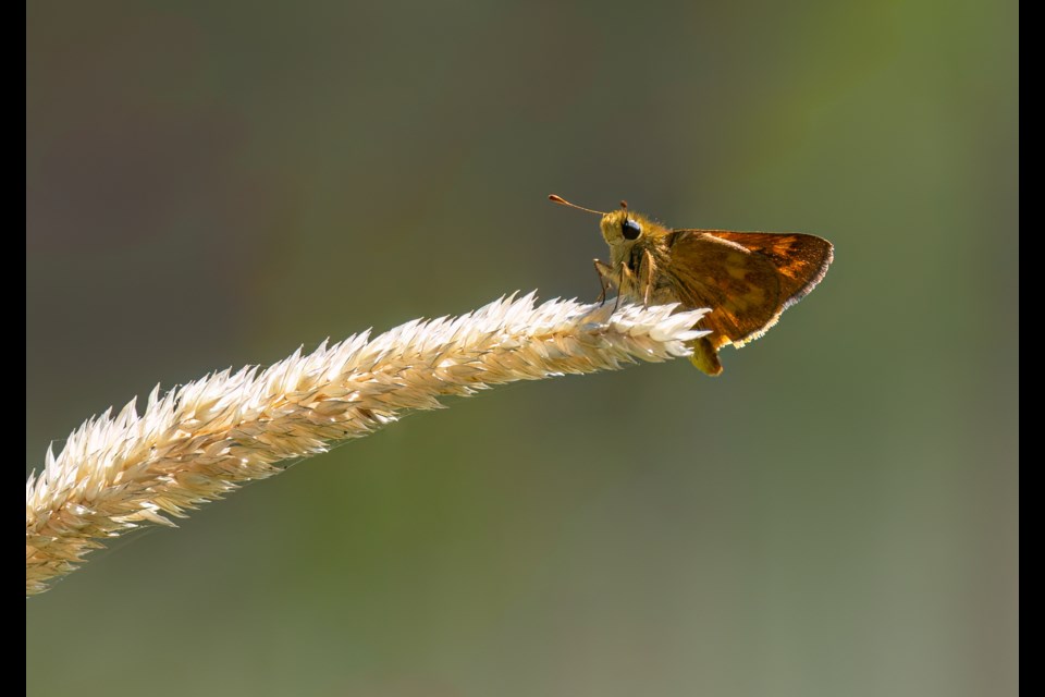 A skipper butterfly at Garden City Park.