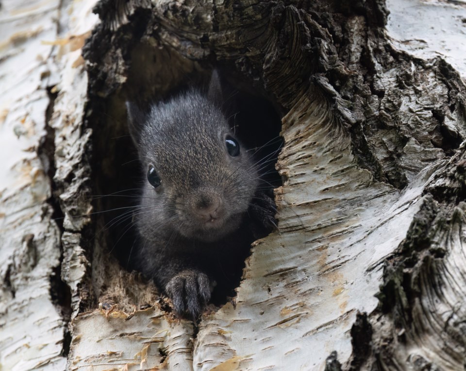caroline-sayson-squirrel-peaking-out-from-nest-paulik-neighbourhood-park