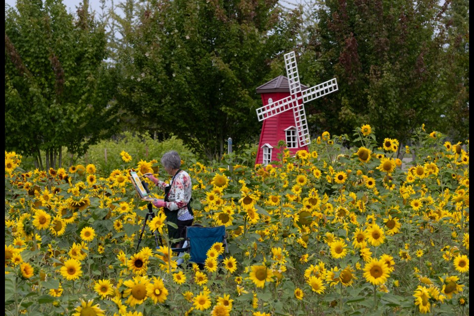 Sunflowers at Tzu Chi Great Love Farm.