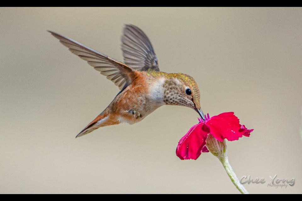 A female rufous hummingbird at Terra Nova Farm.
