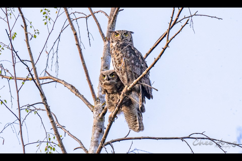 A mom and juvenile great horned owls getting ready to hunt at West Dyke Trail.