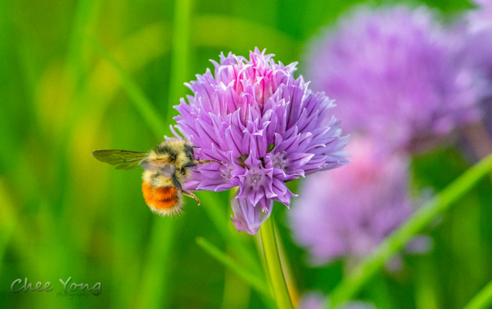 chee-yong-red-belly-bumblebee-terra-nova-farm