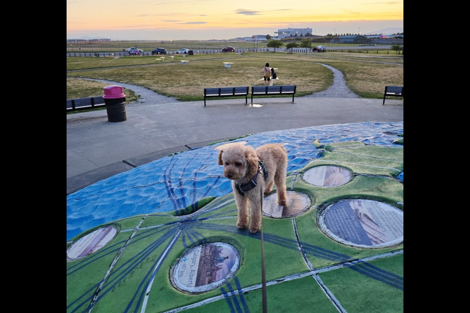 Chubbo the dog on top of the world at Larry Berg Flight Path Park.