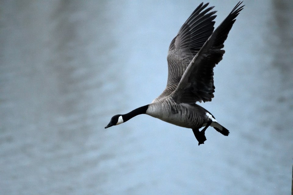 A Canada goose about to land at Phoenix Pond.