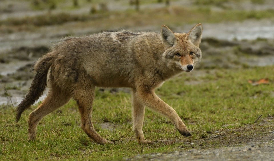 dave-mckinnon-coyote-finn-slough