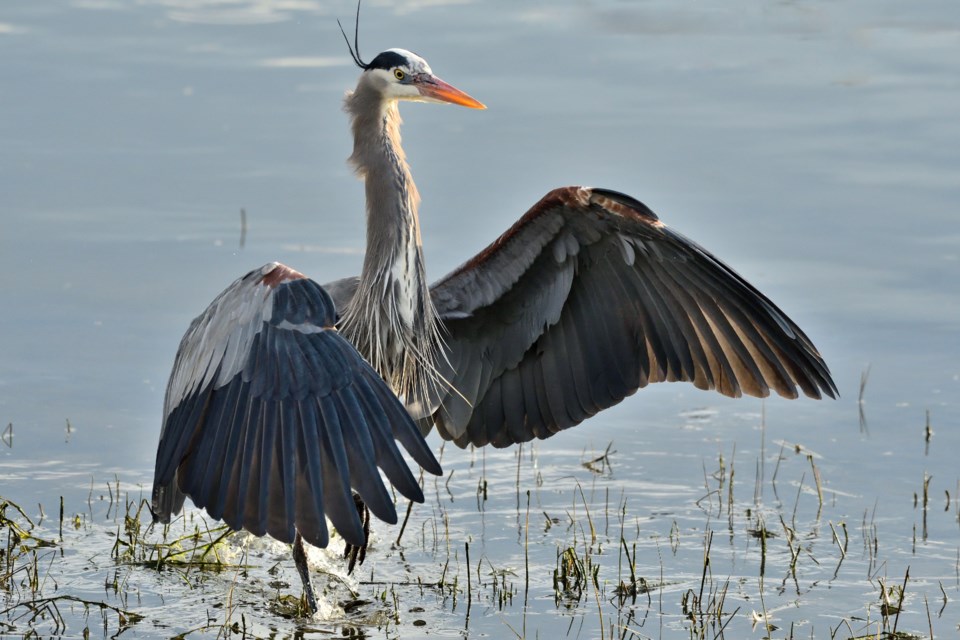 dave-mckinnon-great-blue-heron-wing-spread-london-landing