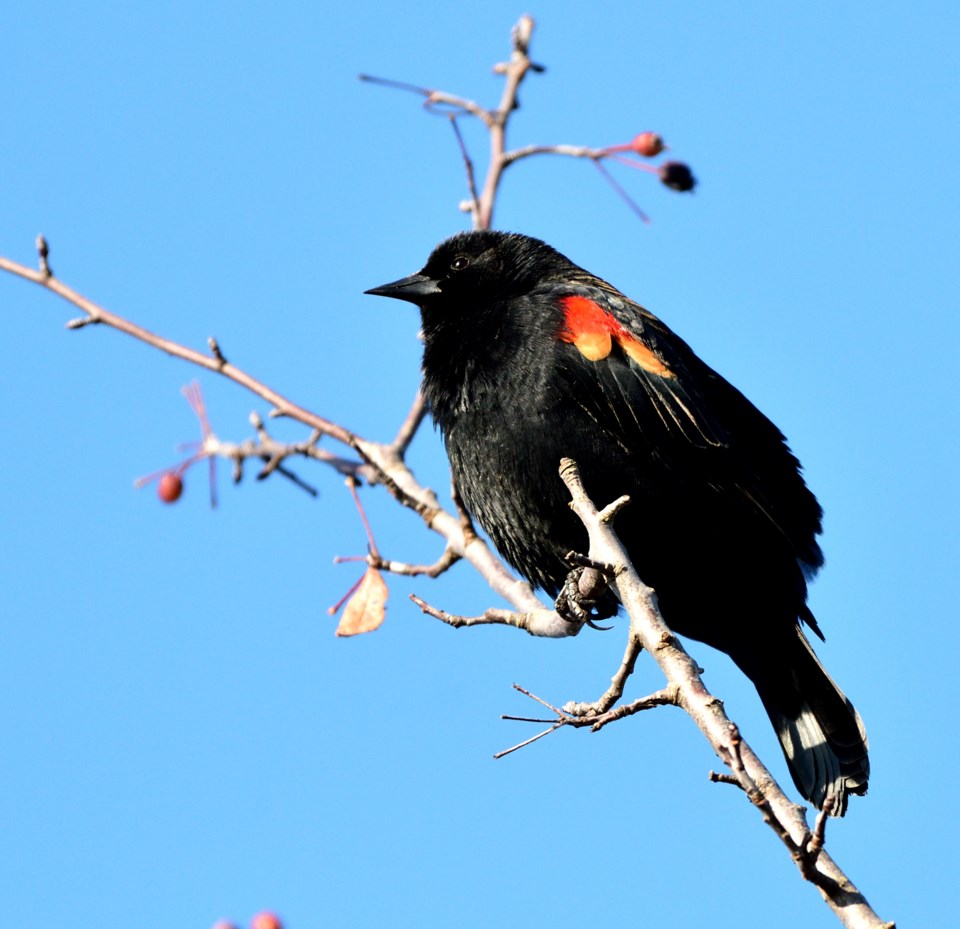 dave-mckinnon-red-winged-blackbird-perched-in-tree-imperial-landing