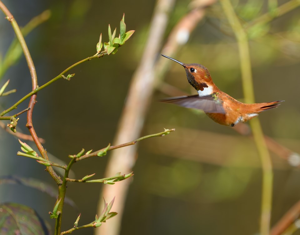 david-poon-rufous-humming-bird-richmond-nature-park