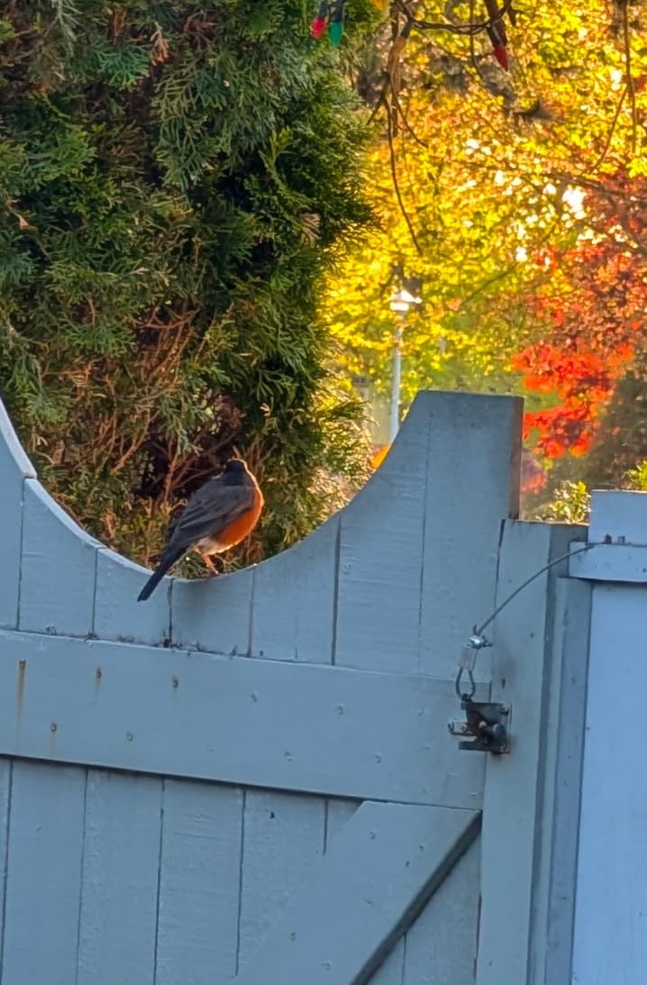 debbie-weseen-robin-perched-on-a-fence-door