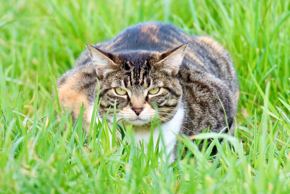 geoff-mcdonell-cat-nestled-between-a-patch-of-grass-london-heritage-farm
