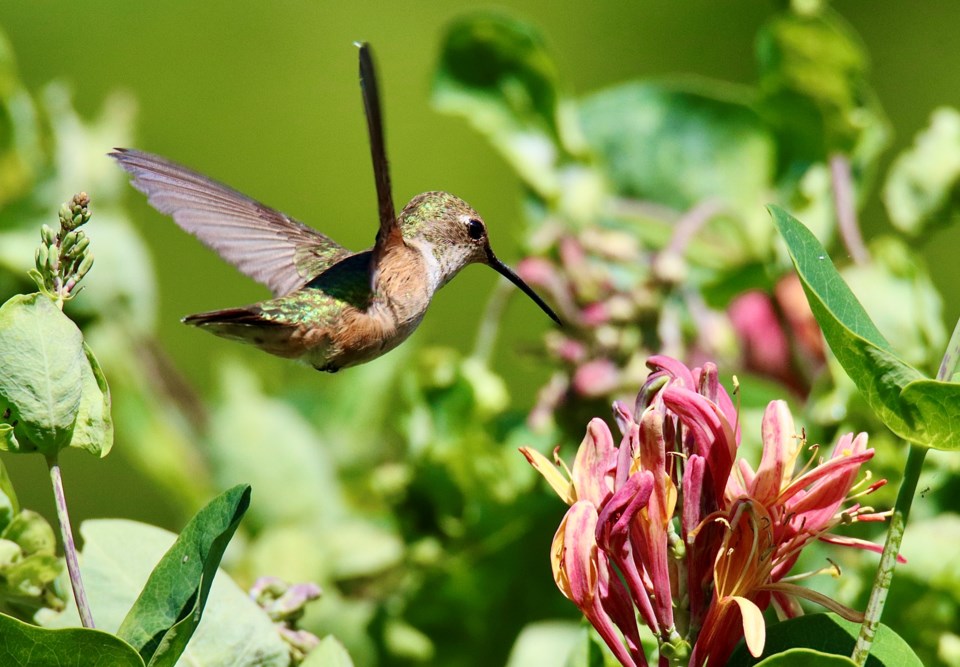 geoff-mcdonell-female-rufous-hummingbird-london-heritage-farm