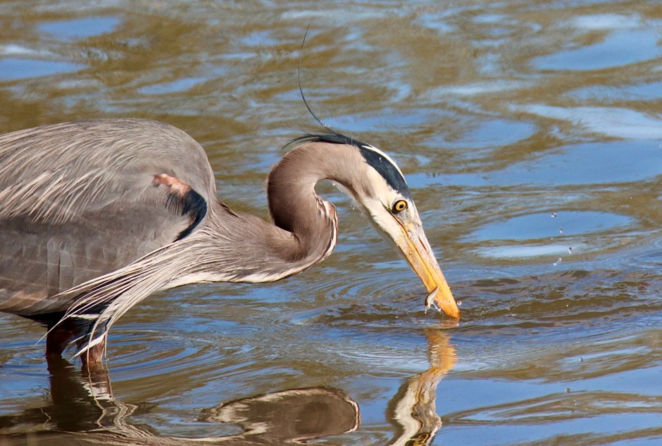 geoff-mcdonell-great-blue-heron-salmon-fry-london-landing-pier