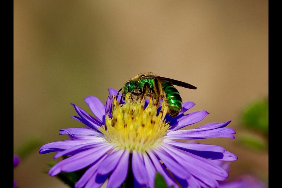 Green metallic sweat bee enjoying an aster flower at the Terra Nova Community Gardens.
