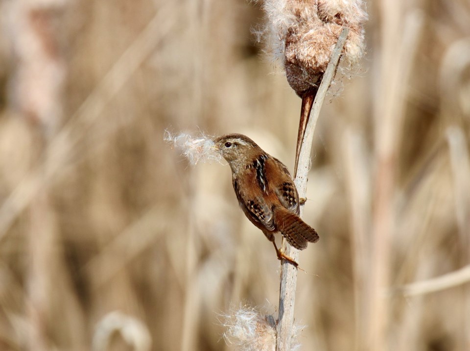 geoff-mcdonell-marsh-wrens-cattail-fluff-london-landing-pier