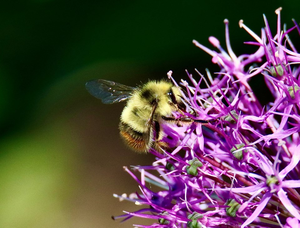 geoff-mcdonell-orange-belted-bumblebee-attracted-by-a-bloom-alium-plant-london-heritage-farm