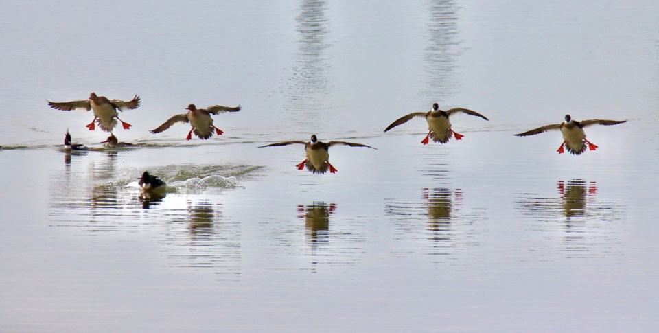 geoff-mcdonell-red-breasted-mergansers-arriving-morning-meeting-londons-landing-pier